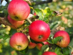 Äpple 'Discovery' Svagväxande><noscript><img width=