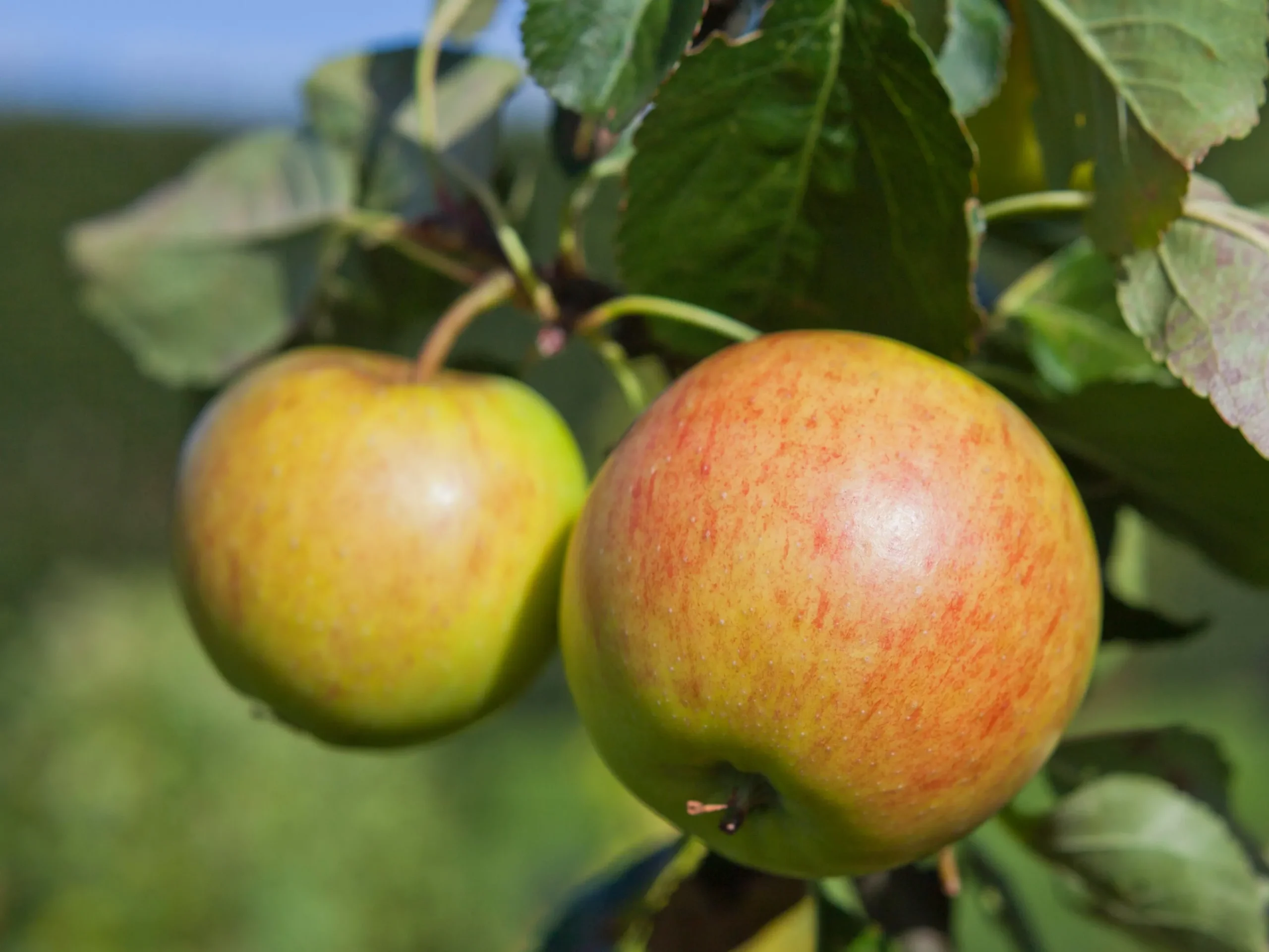 Äpple 'Filippa'>Omnia garden Sale