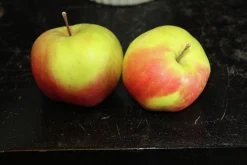 Äpple 'Filippa'><noscript><img width=