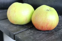 Äpple 'Folke'>Omnia garden Clearance