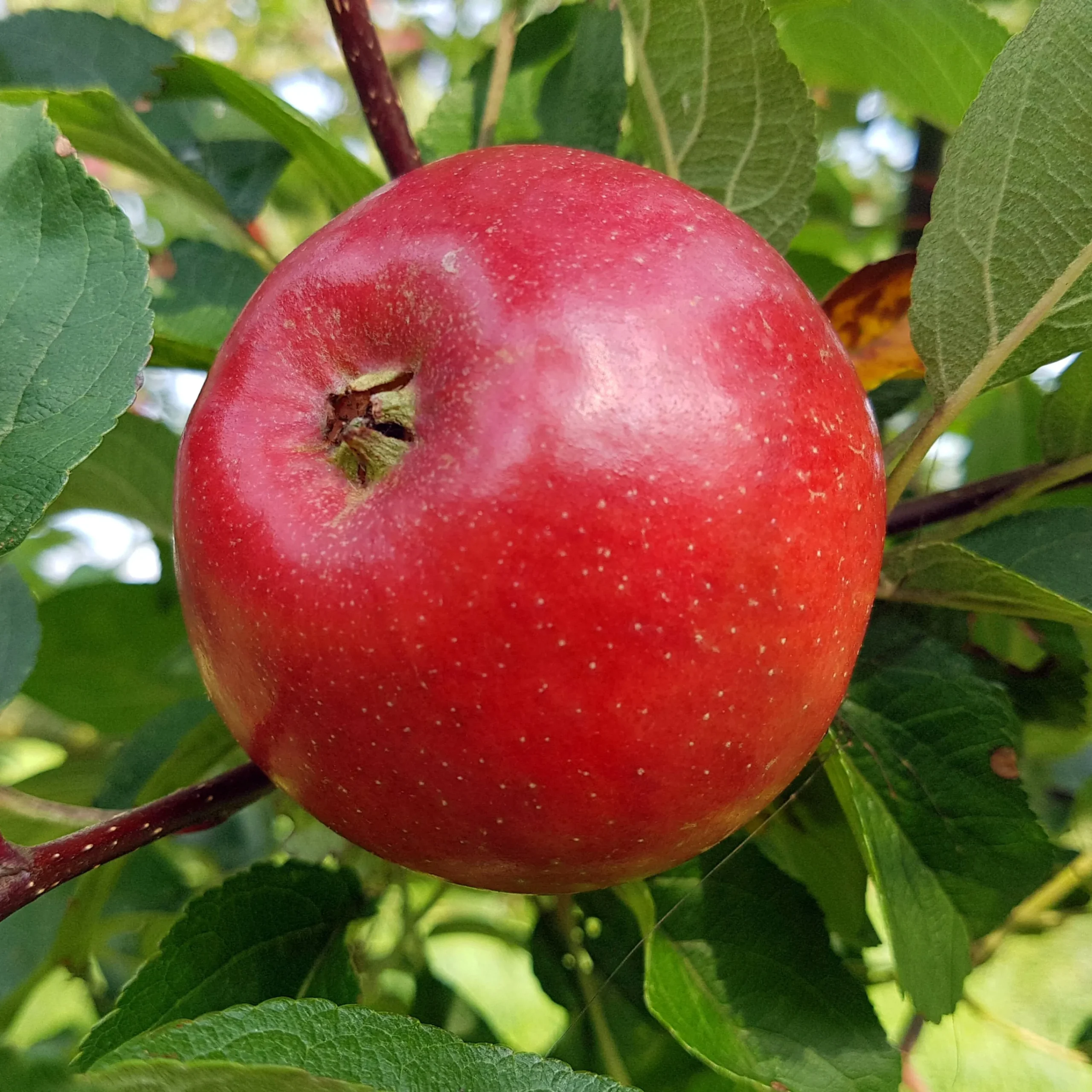 Äpple 'Folke'>Omnia garden Clearance