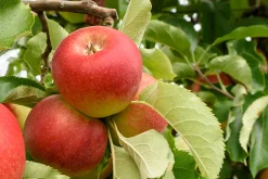 Äpple 'Folke'><noscript><img width=