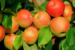 Äpple 'Fredrik'>Omnia garden Outlet