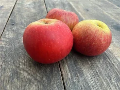 Äpple 'Gravensteiner' Krukodlad><noscript><img width=
