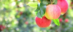 Äpple 'Gyllenkroks Astrakan'>Omnia garden Hot