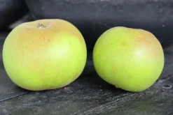 Äpple 'Gyllenkroks Astrakan'>Omnia garden Hot