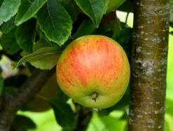 Äpple 'Hampus'>Omnia garden Sale