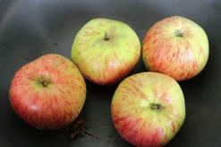 Äpple 'Höstdessert'>Omnia garden Online