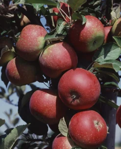 Äpple 'Ingrid Marie'>Omnia garden Outlet