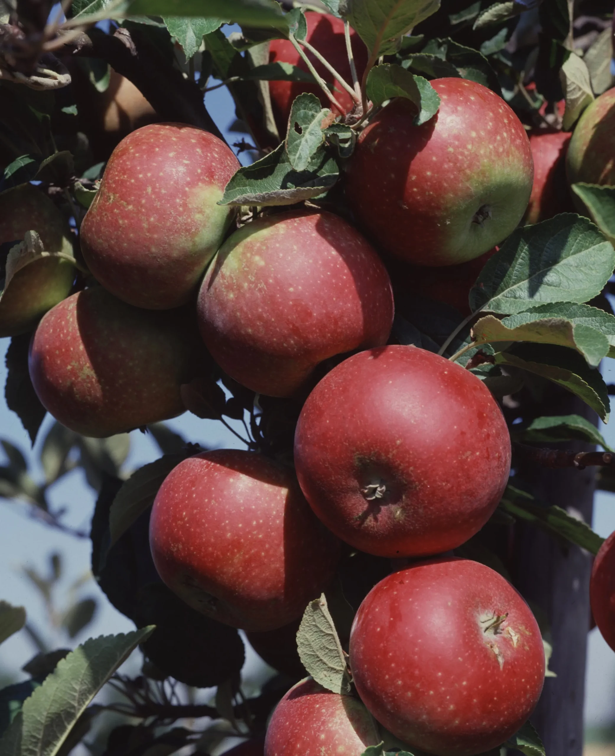 Äpple 'Ingrid Marie'>Omnia garden Outlet
