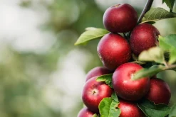 Äpple 'Ingrid Marie'><noscript><img width=