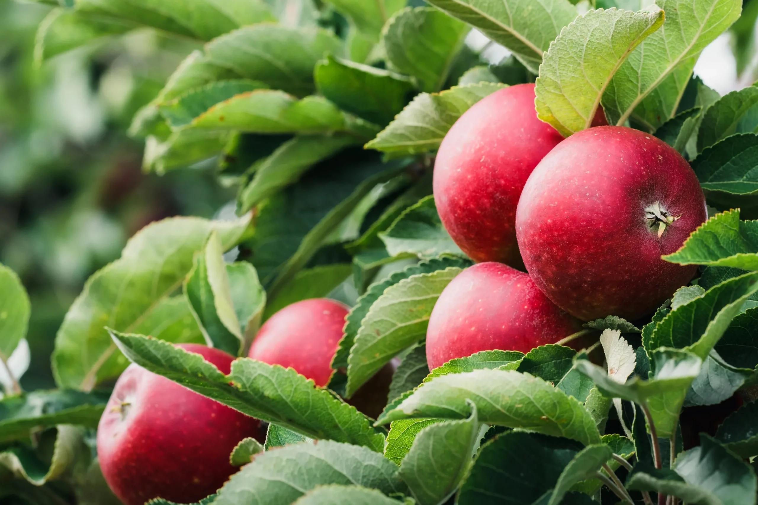 Äpple 'Ingrid Marie' Svagväxande>Omnia garden Discount