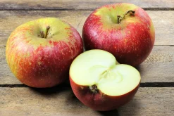 Äpple 'Ingrid Marie' Svagväxande><noscript><img width=