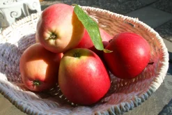 Äpple 'James Grieve' Svagväxande B9>Omnia garden New