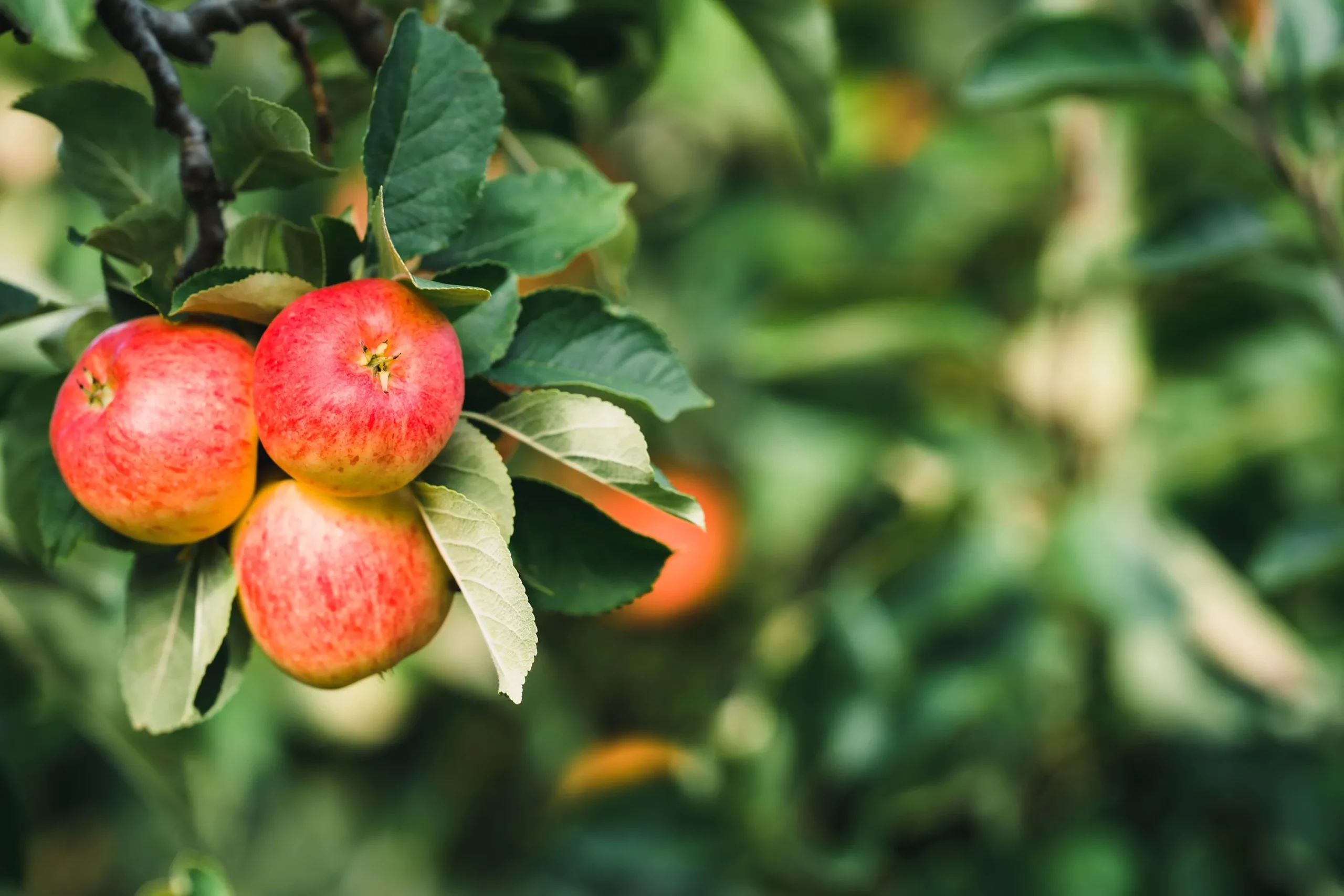 Äpple 'James Grieve' Svagväxande B9>Omnia garden New