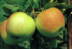 Äpple 'James Grieve' Svagväxande B9><noscript><img width=