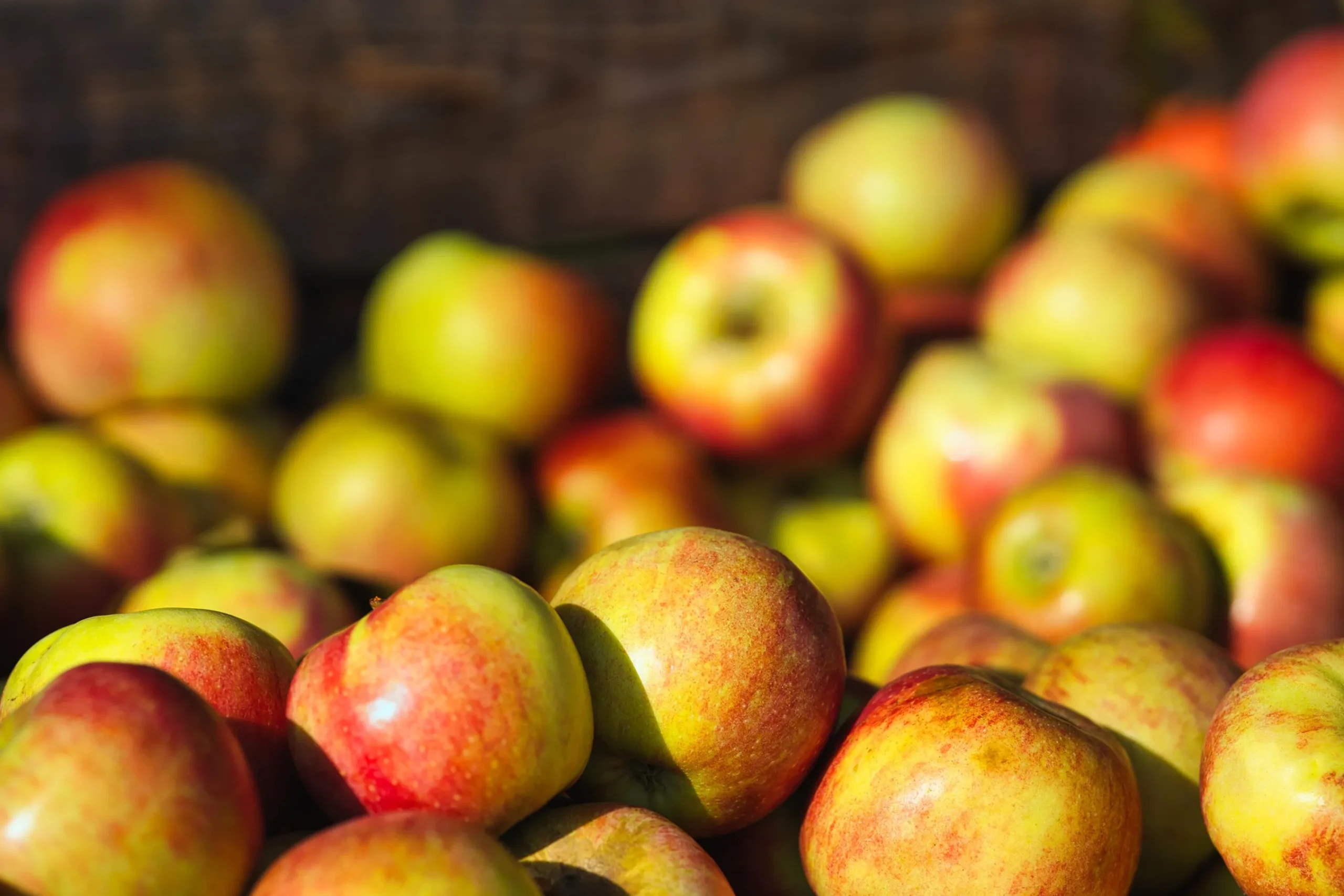 Äpple 'James Grieve' Svagväxande B9>Omnia garden New