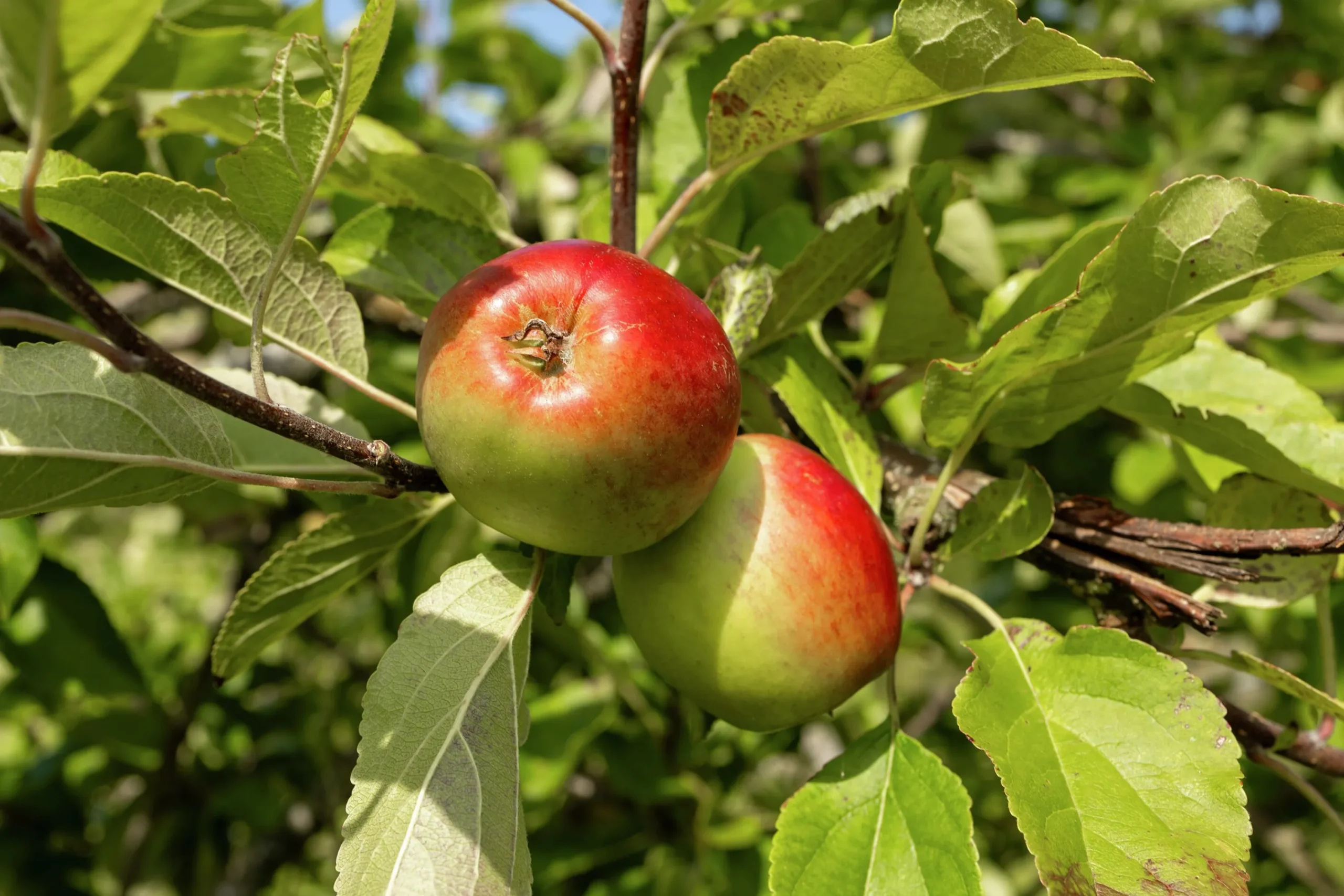 Äpple 'James Grieve' Svagväxande B9>Omnia garden New