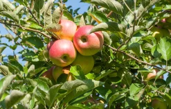 Äpple 'Kaneläpple'>Omnia garden Best
