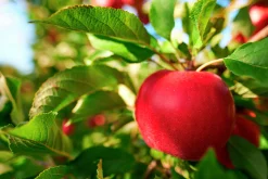 Äpple 'Katja'>Omnia garden Outlet
