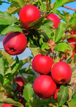 Äpple 'Katja'>Omnia garden Outlet