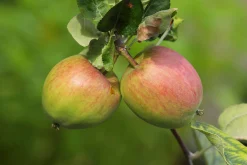 Äpple 'Åkerö' Svagväxande B9 Krukodlad>Omnia garden Discount