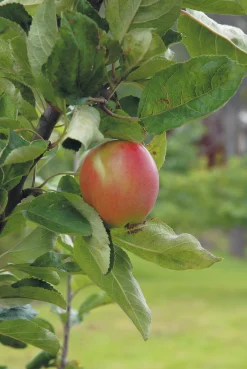 Äpple 'Åkerö' Svagväxande B9 Krukodlad>Omnia garden Discount