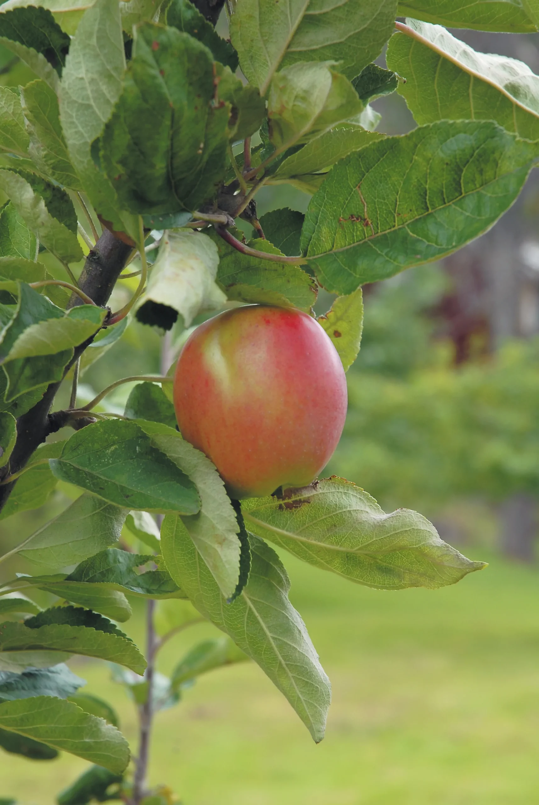 Äpple 'Åkerö' Svagväxande B9 Krukodlad>Omnia garden Discount