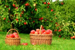 Äpple 'Mantet' Krukodlad>Omnia garden Outlet