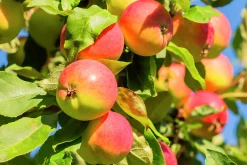 Äpple 'Mantet' Krukodlad><noscript><img width=