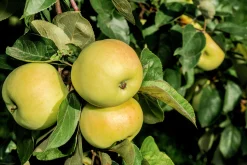 Äpple 'Oranie'>Omnia garden Best