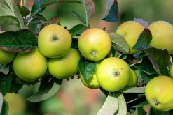 Äpple 'Oranie'>Omnia garden Best