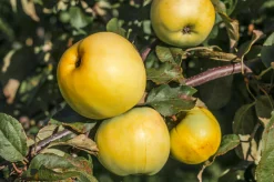 Äpple 'Oranie'><noscript><img width=