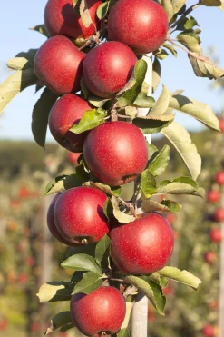 Äpple Pelarträd 'Redcats'>Omnia garden Clearance