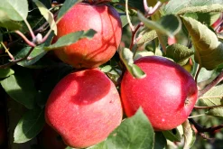 Äpple 'P.J. Bergius' syn. 'Röd Sävstaholm'>Omnia garden Best
