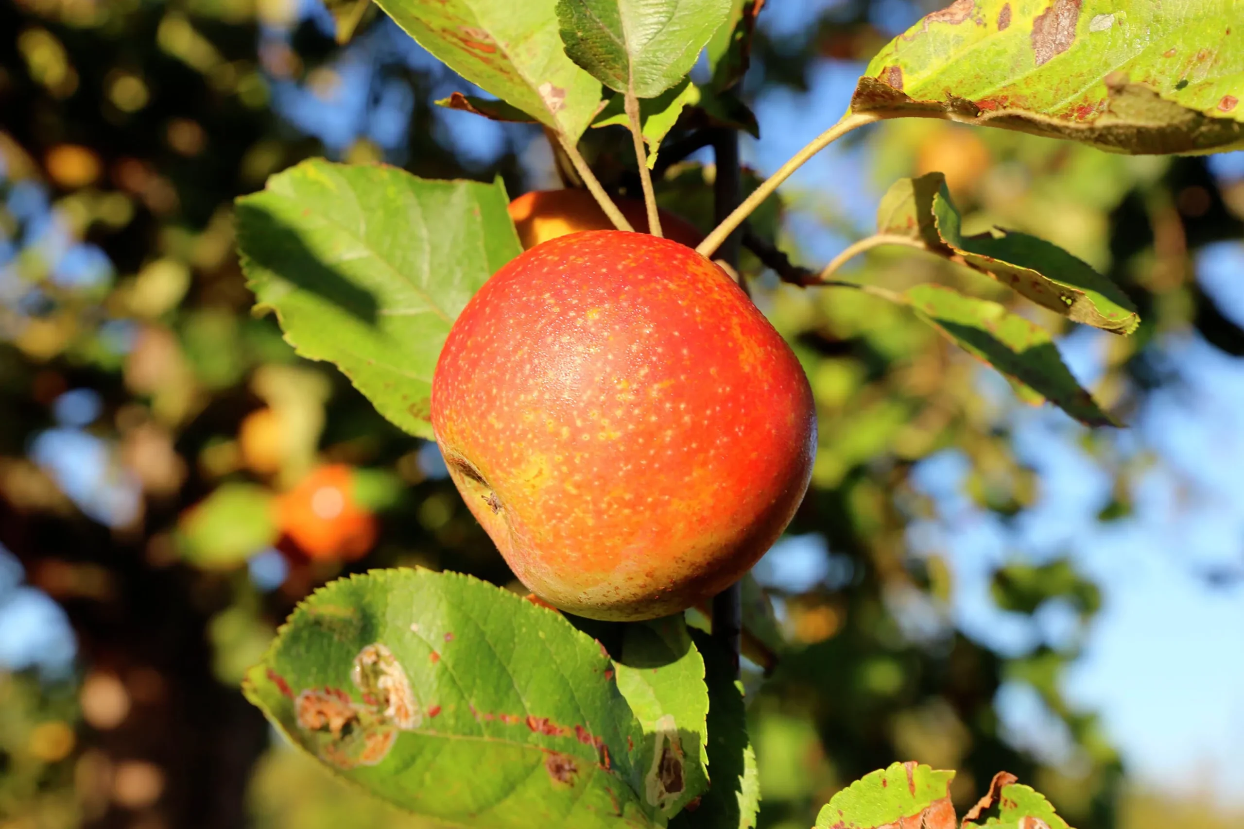 Äpple 'Queen Cox' syn. 'Cox's Orange Queen'>Omnia garden Discount