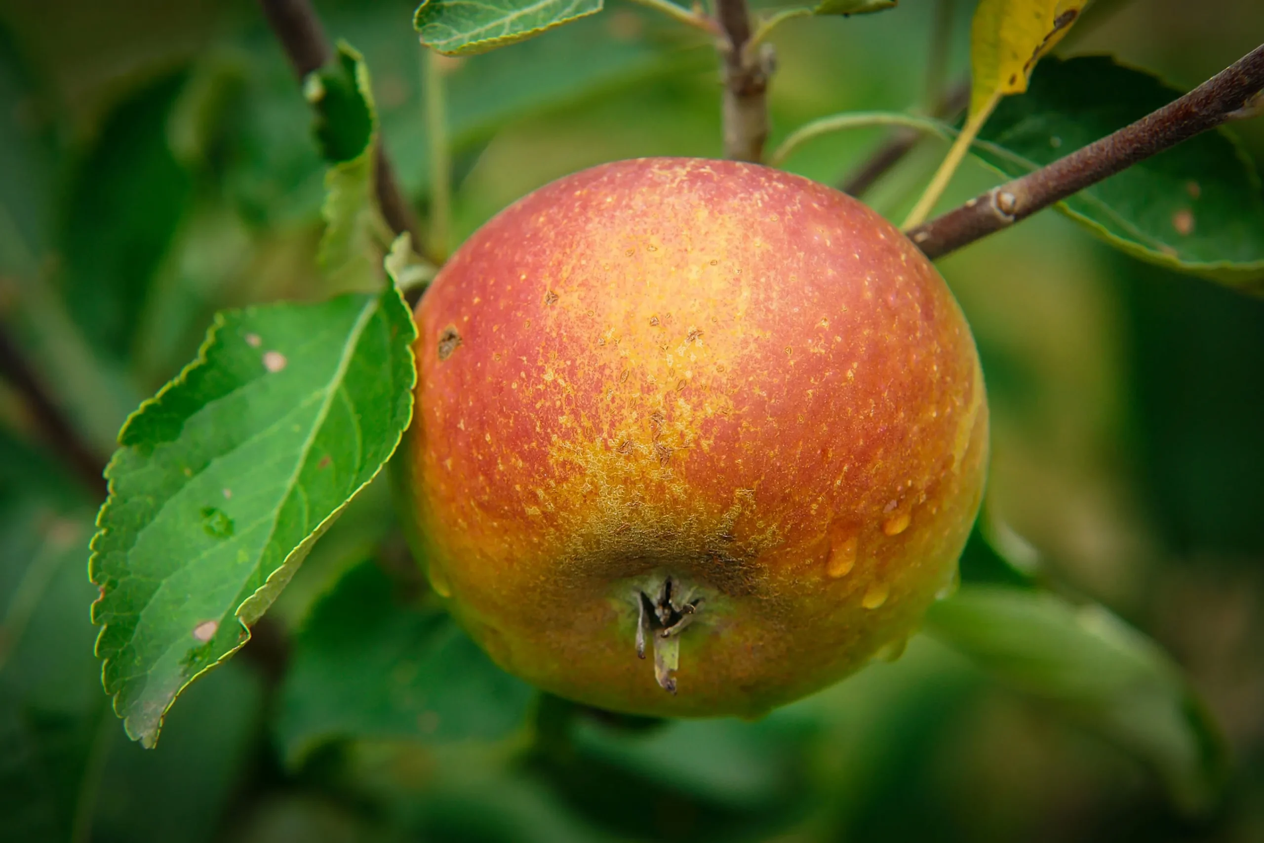 Äpple 'Queen Cox' syn. 'Cox's Orange Queen'>Omnia garden Discount