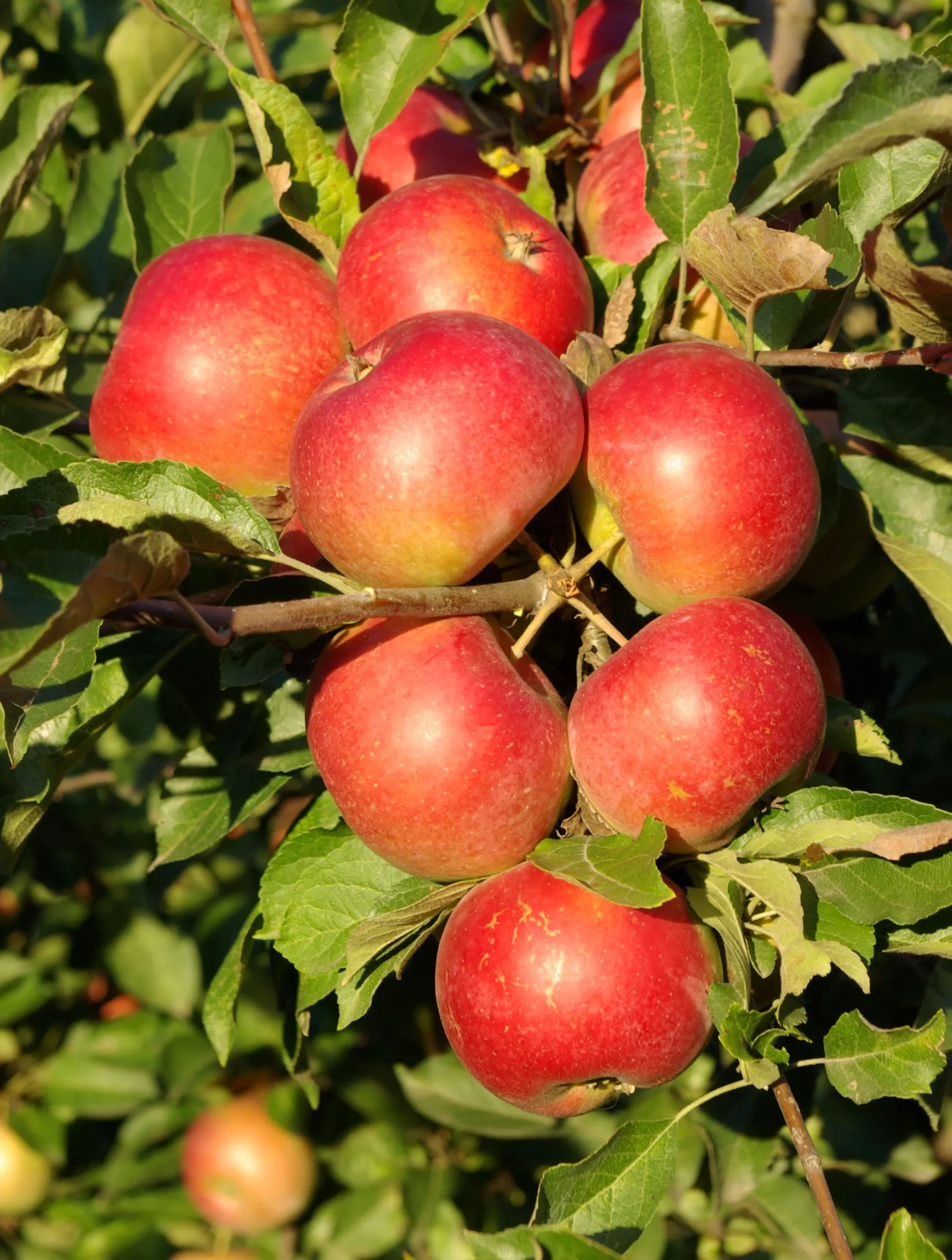 Äpple 'Queen Cox' syn. 'Cox's Orange Queen'>Omnia garden Discount