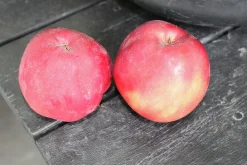 Äpple 'Rödluvan'>Omnia garden Outlet