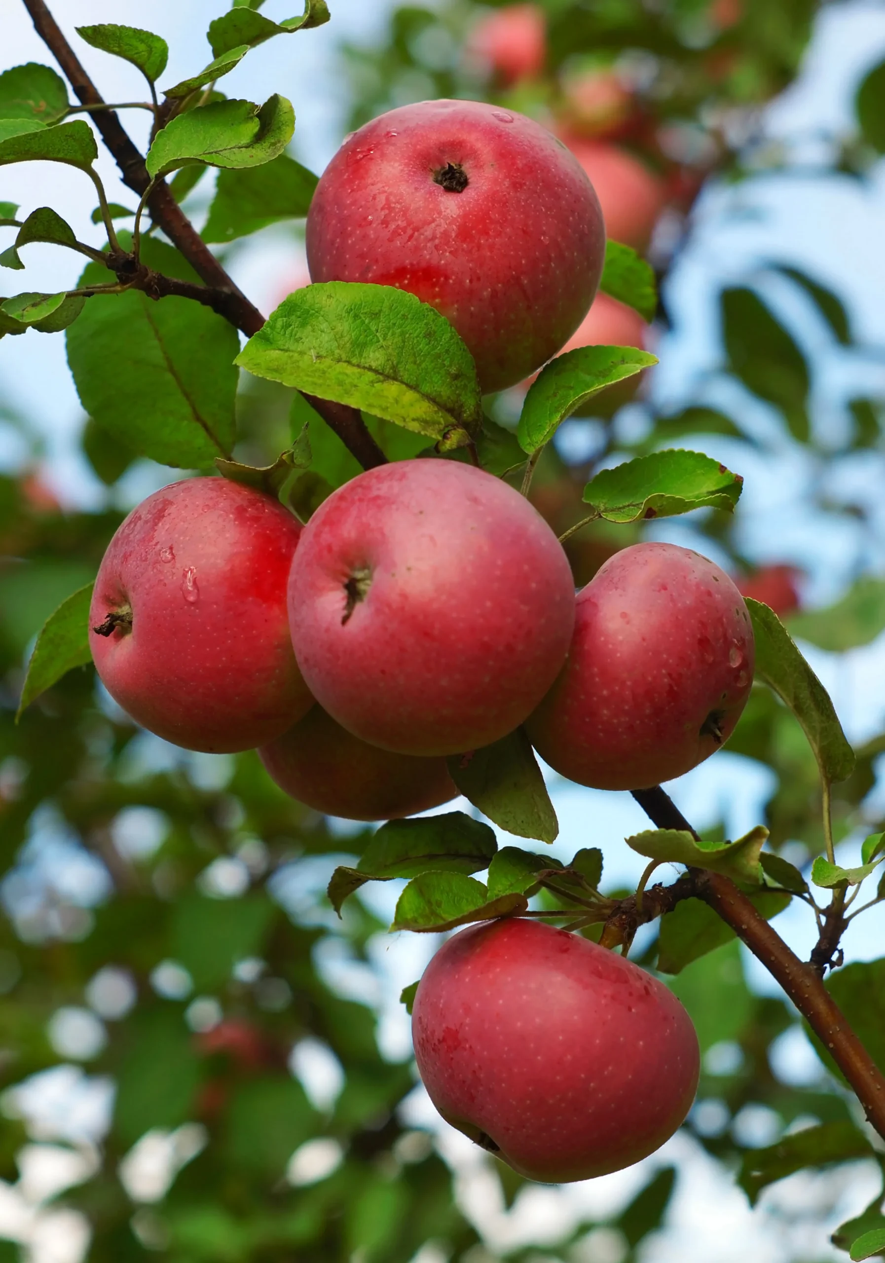 Äpple 'Rödluvan'>Omnia garden Outlet