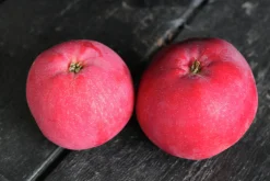 Äpple 'Röd Melba' Svagväxande>Omnia garden Outlet