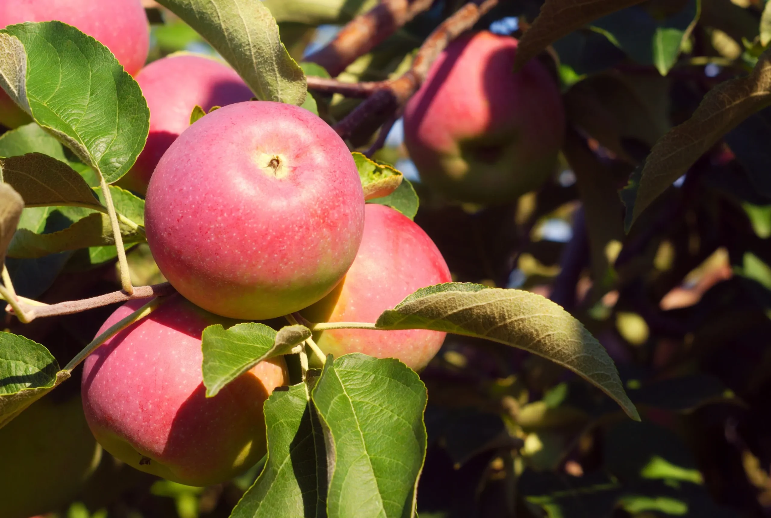 Äpple 'Röd Melba' Svagväxande>Omnia garden Outlet
