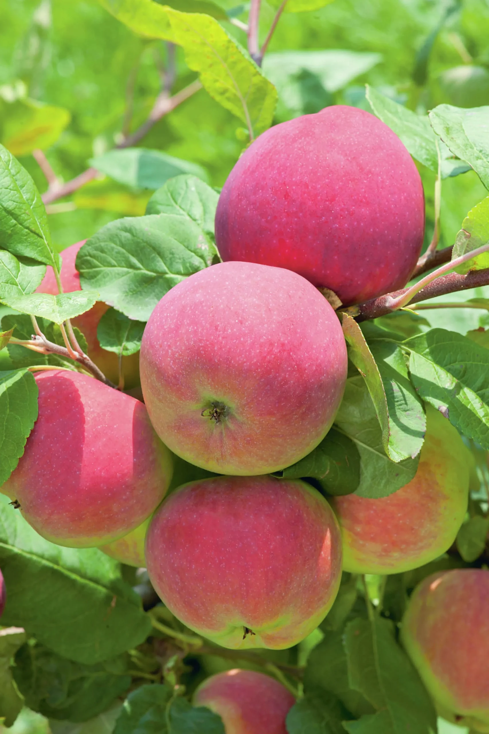 Äpple 'Röd Melba' Svagväxande>Omnia garden Outlet