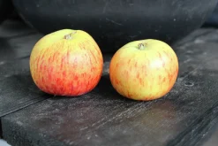 Äpple 'Rubinola'>Omnia garden