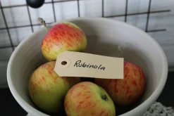 Äpple 'Rubinola'><noscript><img width=