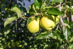Äpple 'Silva'>Omnia garden Online
