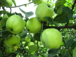 Äpple 'Silva'><noscript><img width=