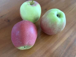 Äpple 'Summerred' Krukodlad>Omnia garden Discount