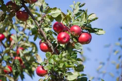 Äpple 'Summerred' Krukodlad><noscript><img width=