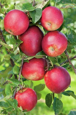Äpple 'Summerred' Svagväxande B9 Krukodlad>Omnia garden Outlet